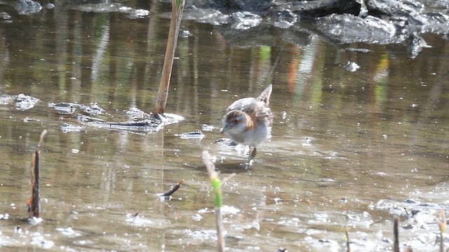 Baillon's Crake - ML608848283