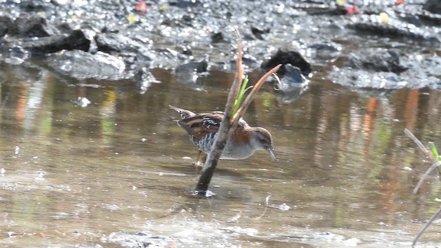 Baillon's Crake - ML608848284