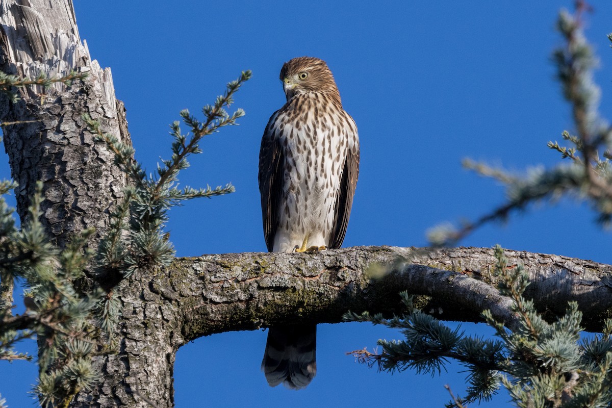 Cooper's Hawk - ML608848380