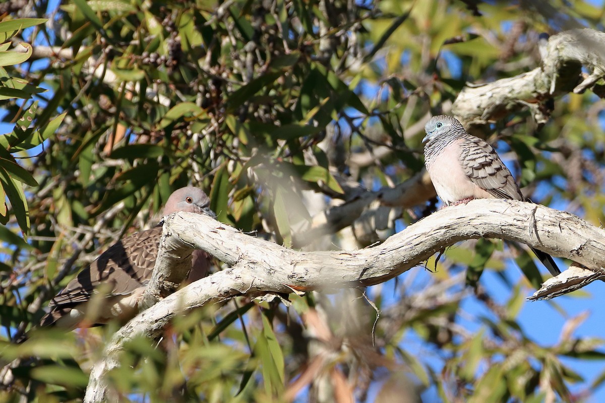 Peaceful Dove - Rolo Rodsey