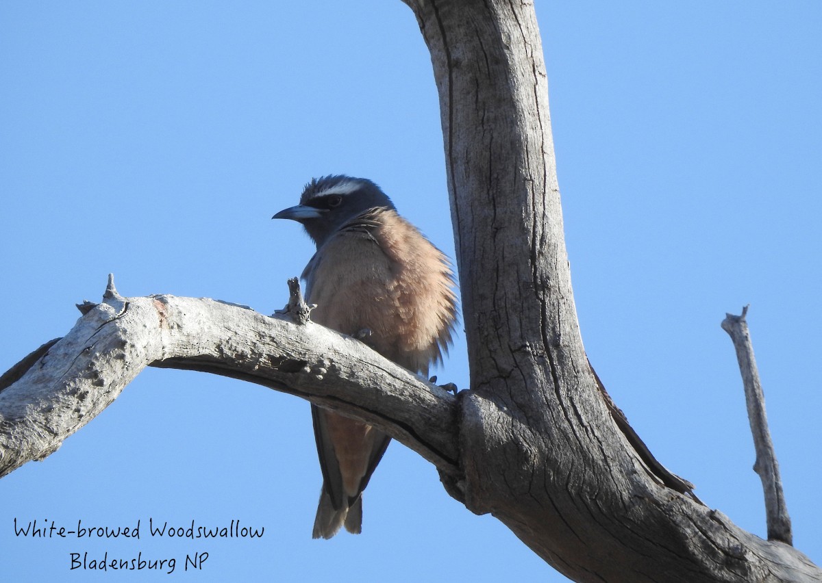 White-browed Woodswallow - ML608848464