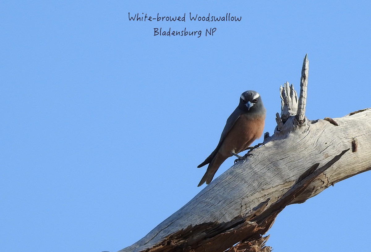 White-browed Woodswallow - ML608848465