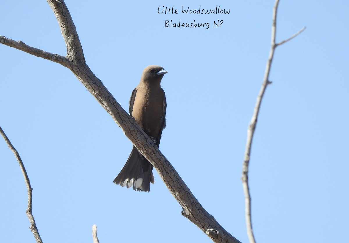Little Woodswallow - ML608848470