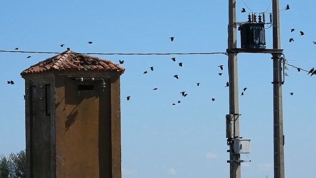 עורב מזרע - ML608848556