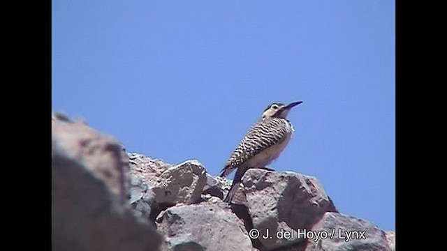 Andean Flicker (Southern) - ML608848684