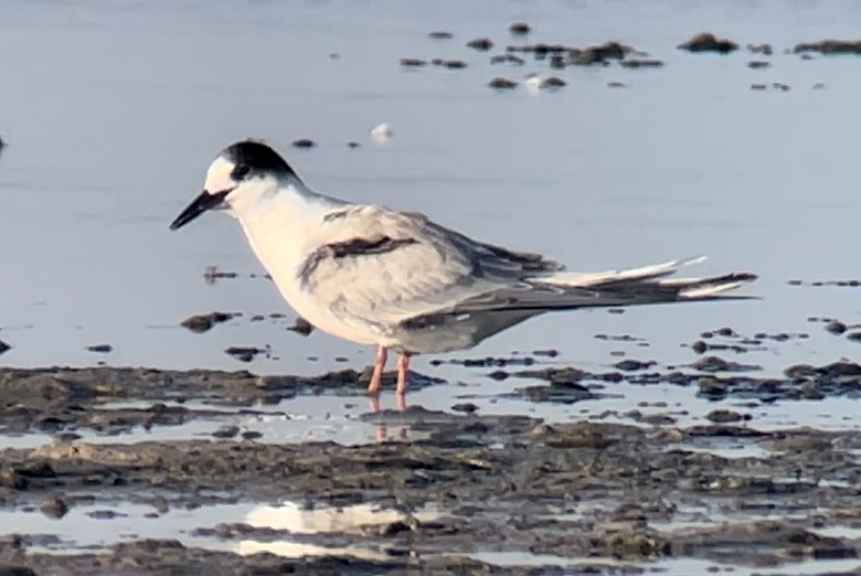 Common Tern - ML608848703