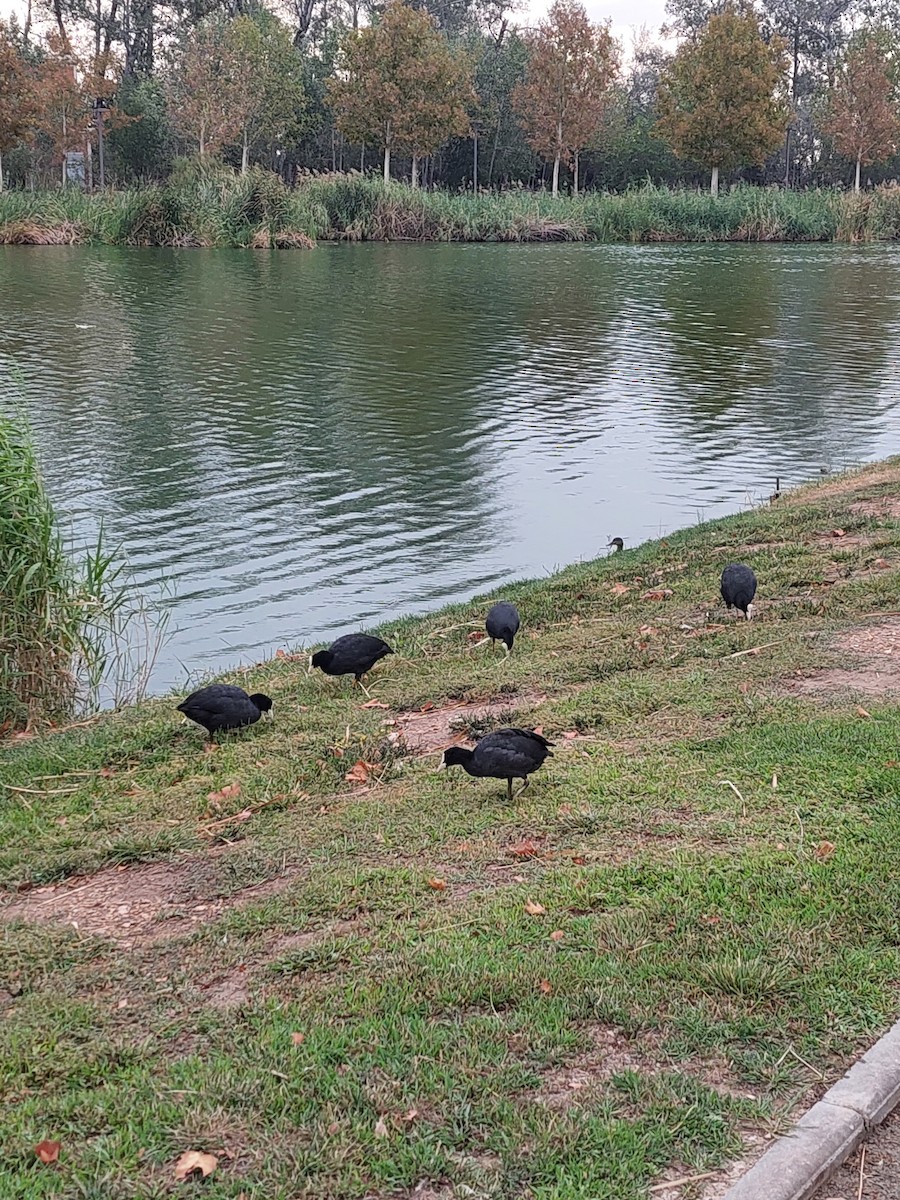 Eurasian Coot - ML608848704