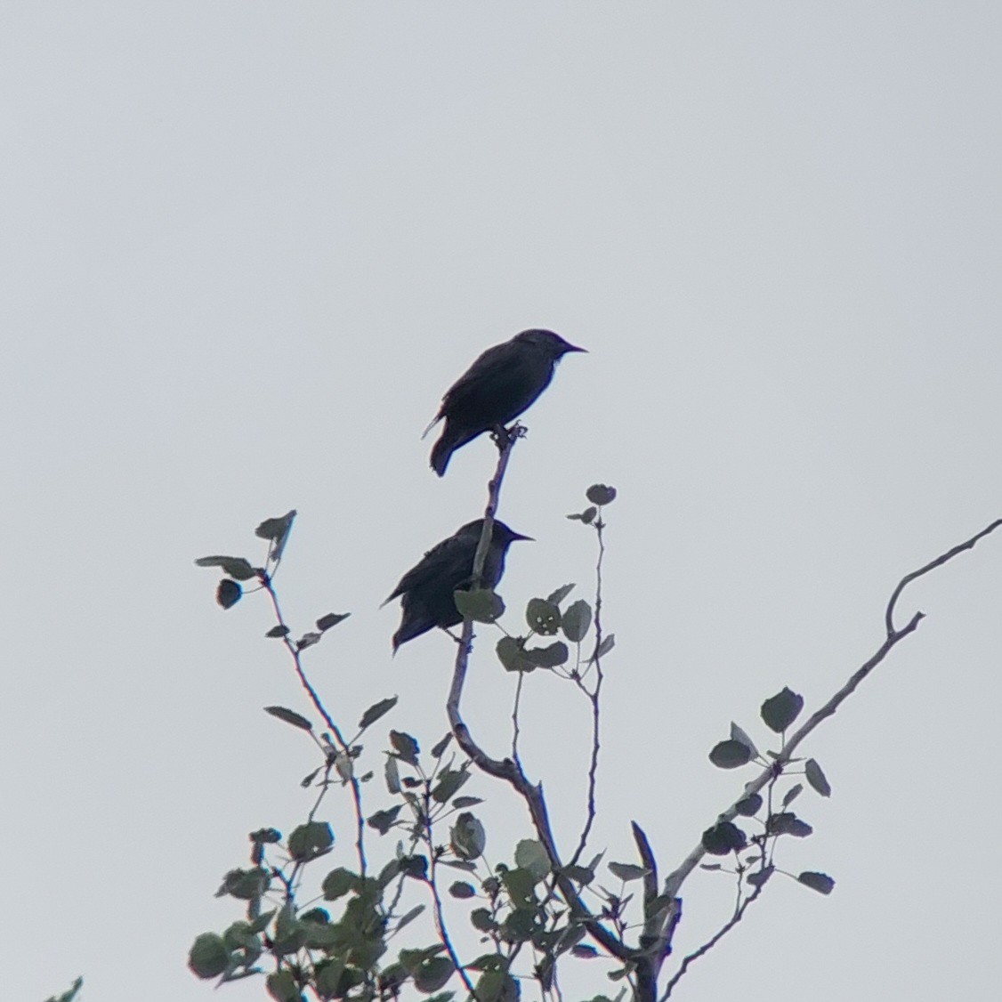 Spotless Starling - ML608848707