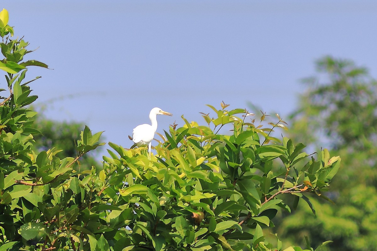 white egret sp. - ML608848746