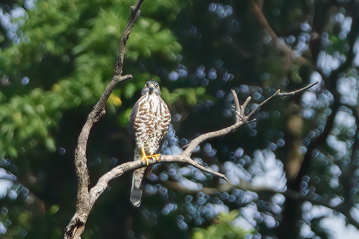 Chinese Sparrowhawk - ML608848750