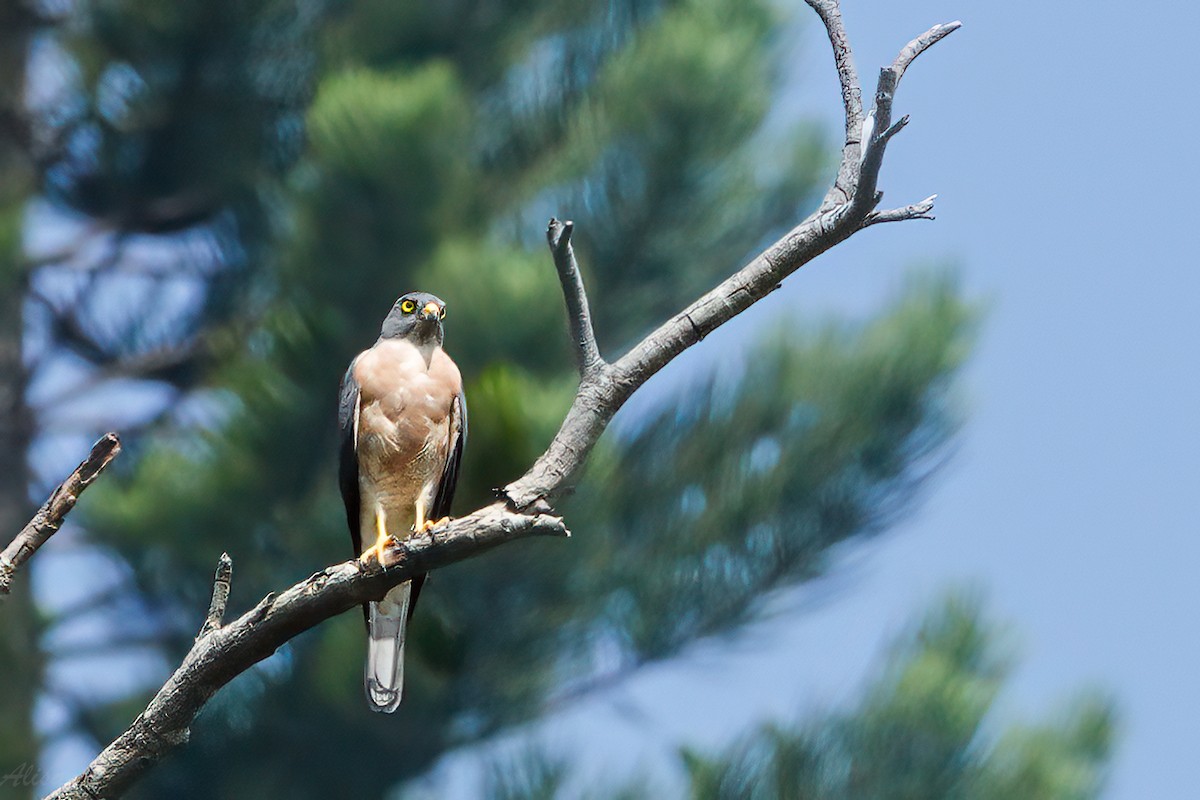 Chinese Sparrowhawk - ML608848751