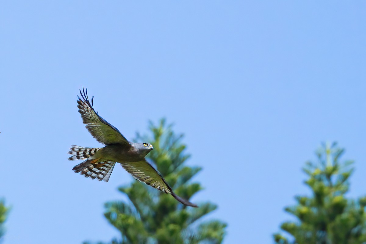 Chinese Sparrowhawk - ML608848752