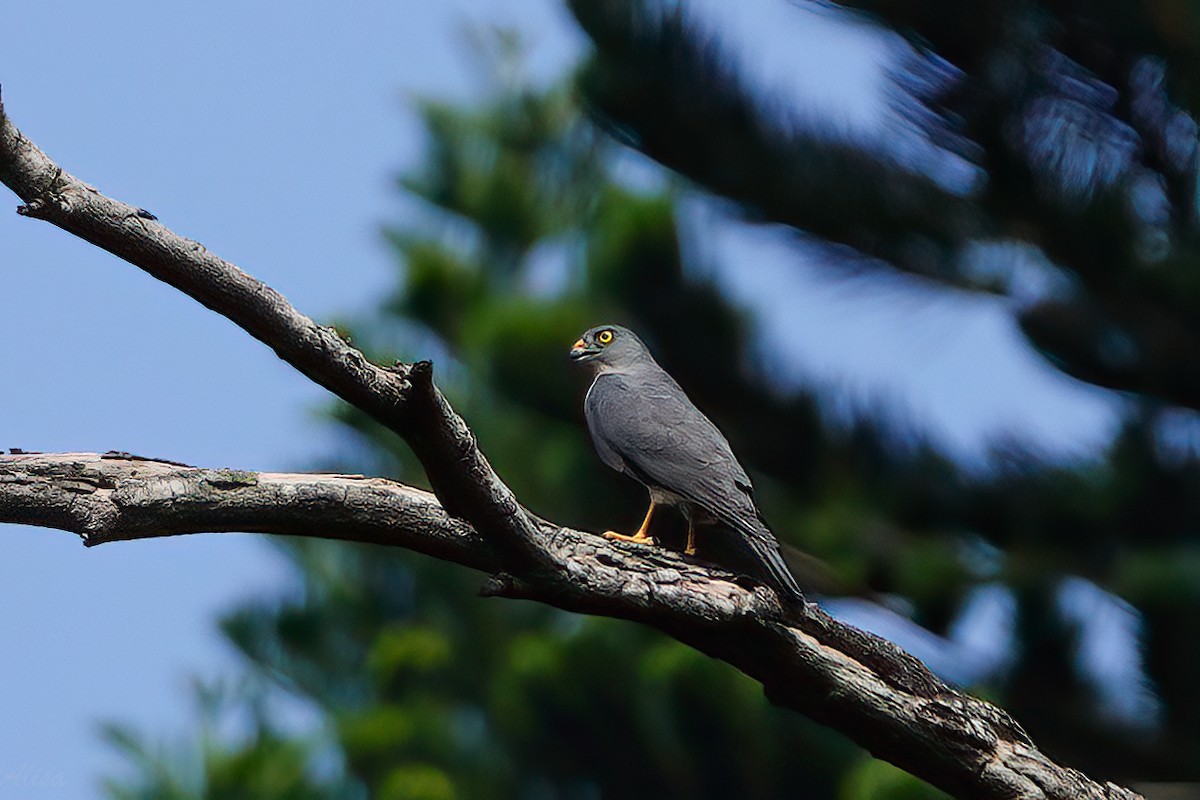 Chinese Sparrowhawk - ML608848753