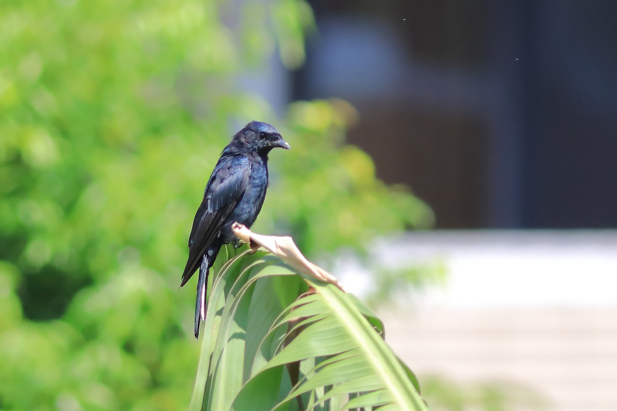 Black Drongo - ML608848757