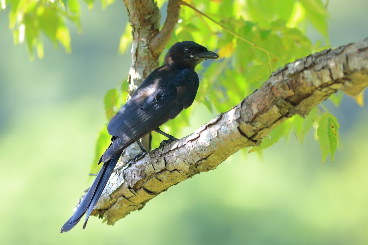 Black Drongo - ML608848758