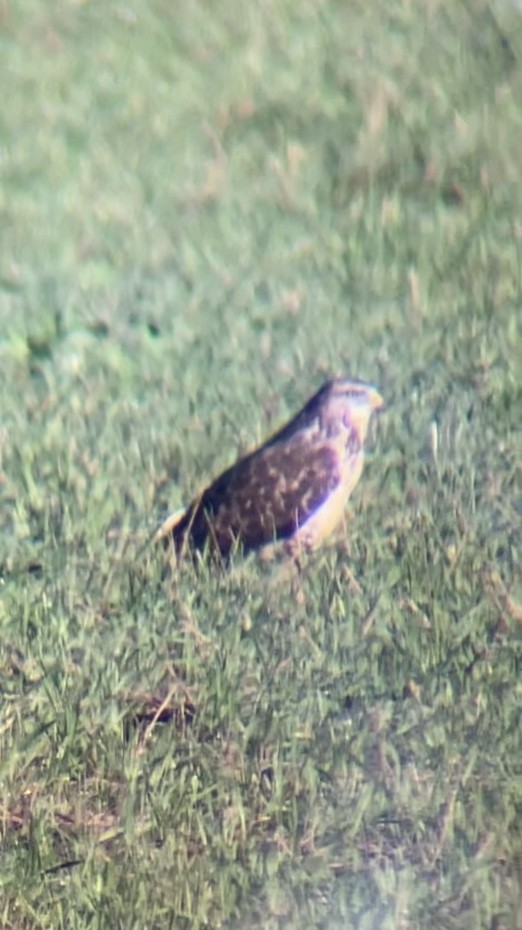 Common Buzzard (Western) - ML608848759