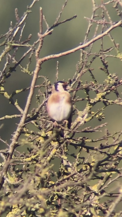 European Goldfinch - ML608848762