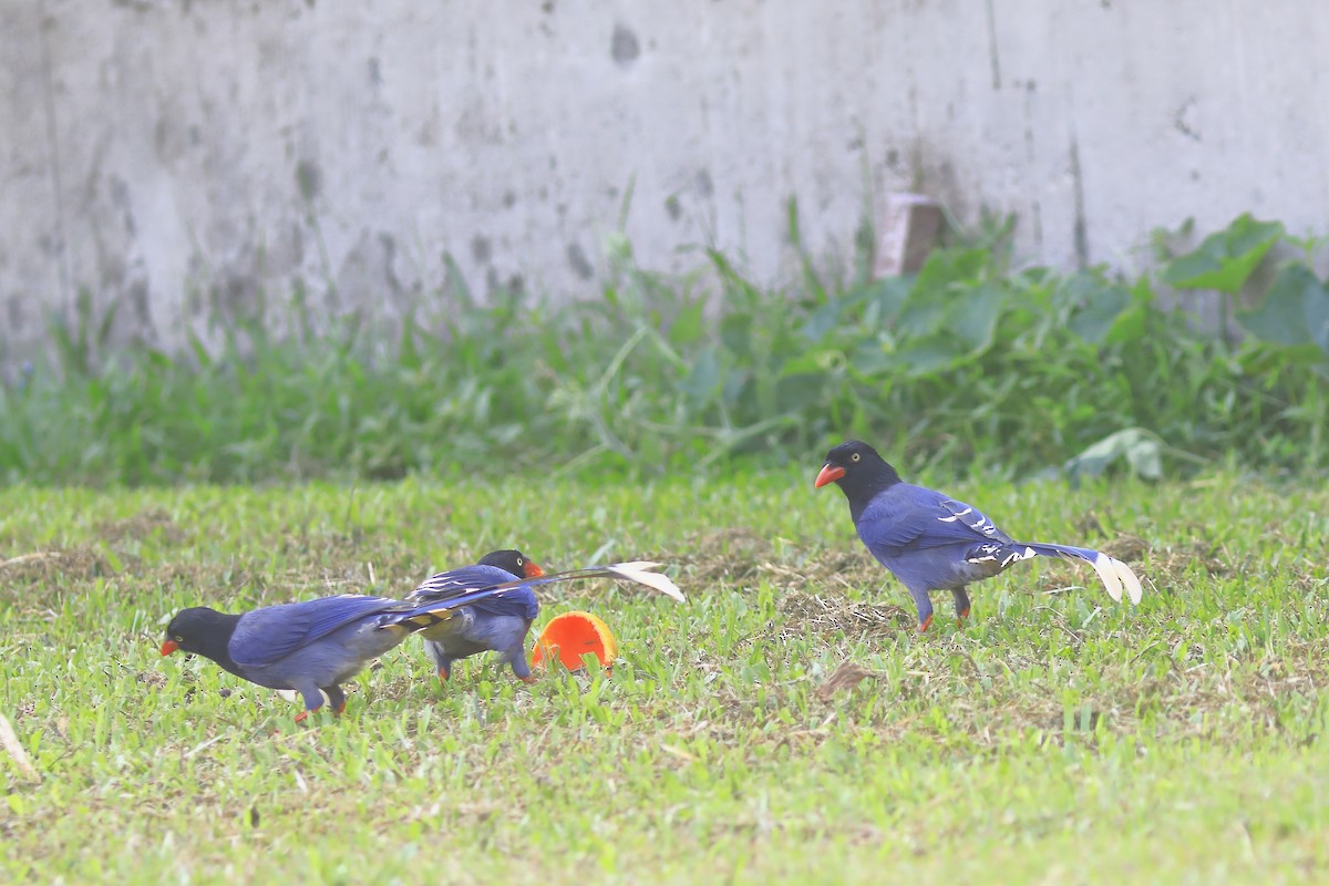 Taiwan Blue-Magpie - ML608848767
