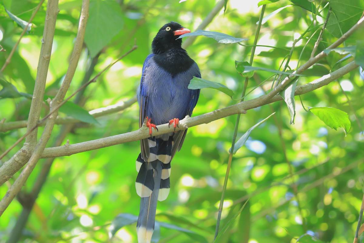 Taiwan Blue-Magpie - ML608848768