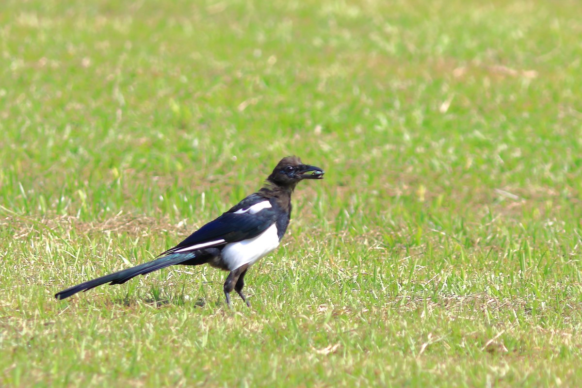 Oriental Magpie - ML608848771