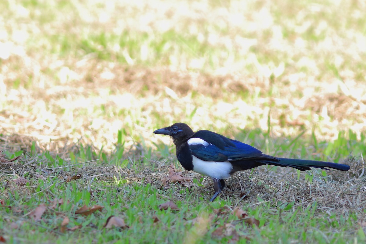 Oriental Magpie - ML608848772