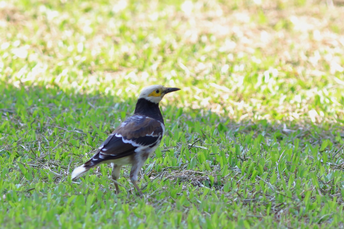 Black-collared Starling - ML608848775