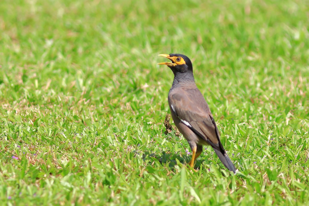 Common Myna - ML608848777