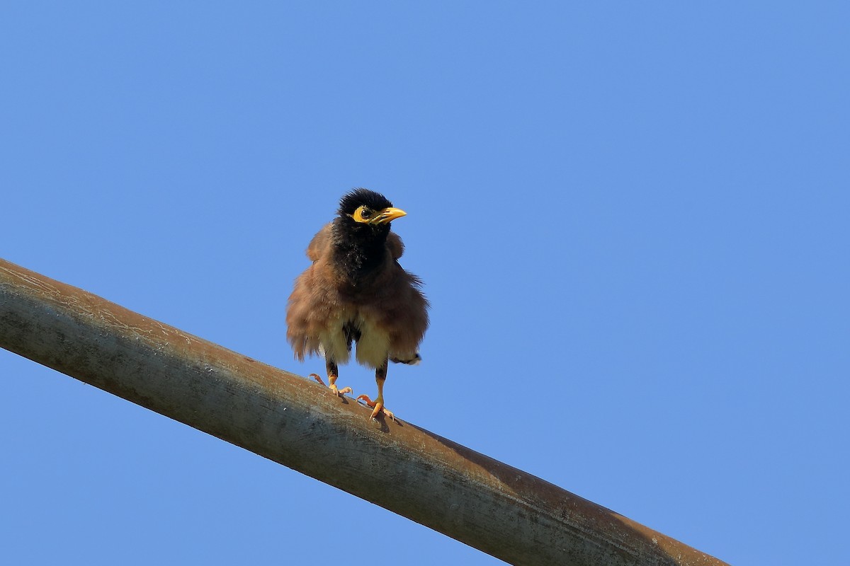 Common Myna - ML608848780