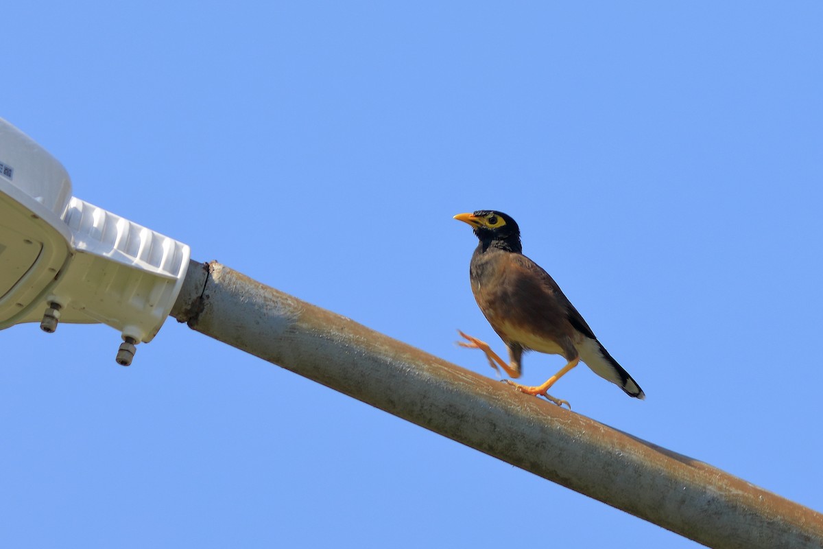 Common Myna - ML608848781