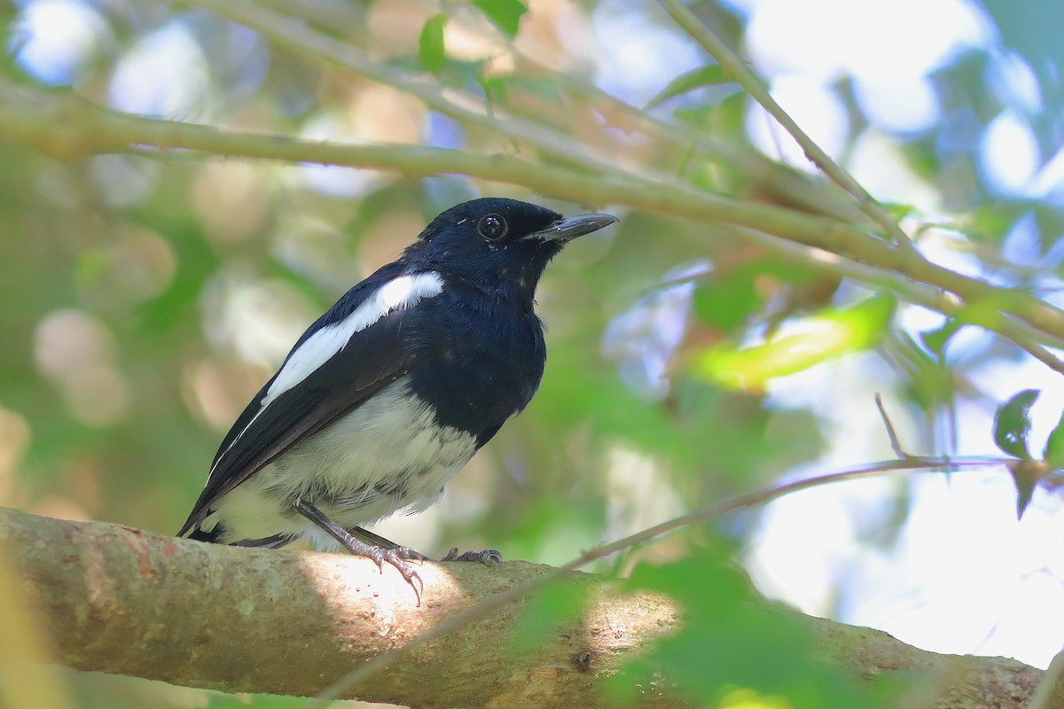 Oriental Magpie-Robin - ML608848784
