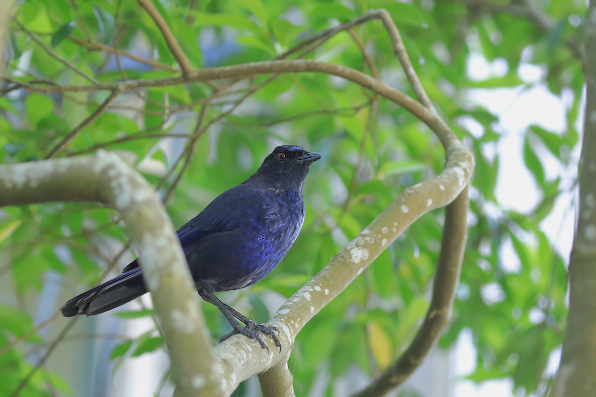 whistling-thrush sp. - ML608848785