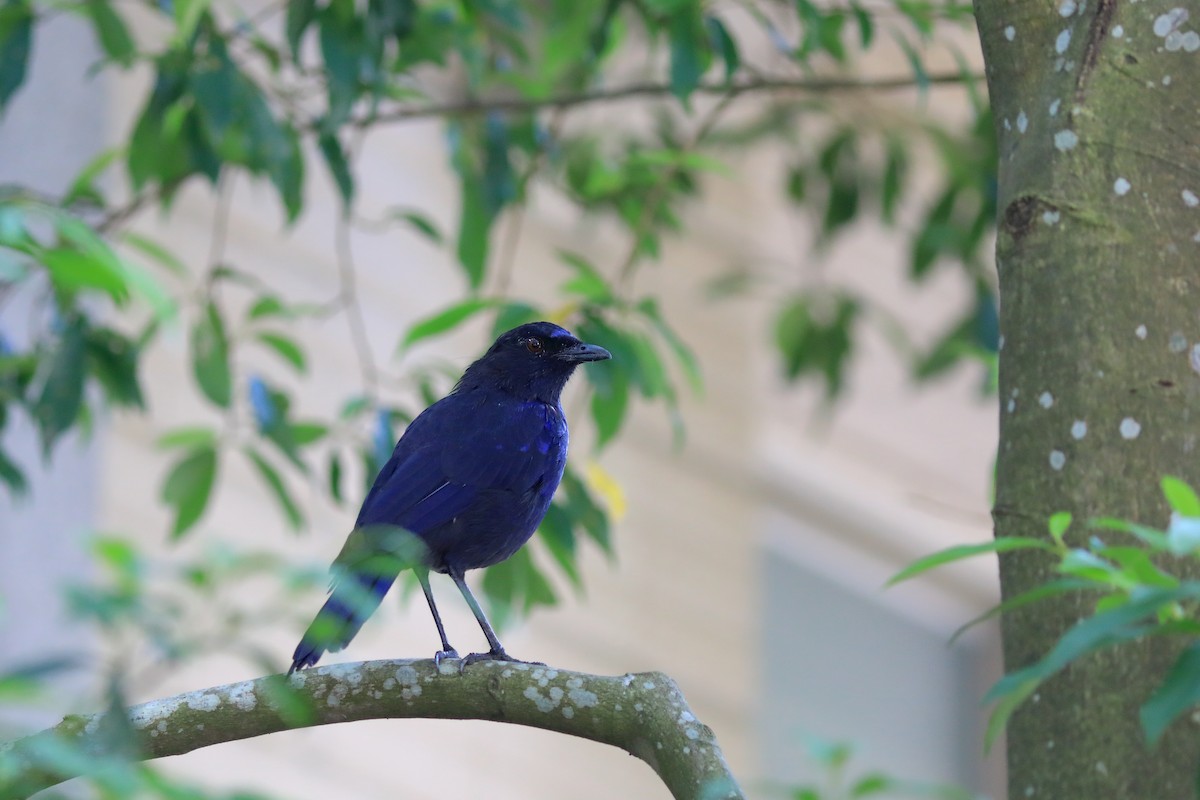 whistling-thrush sp. - ML608848786