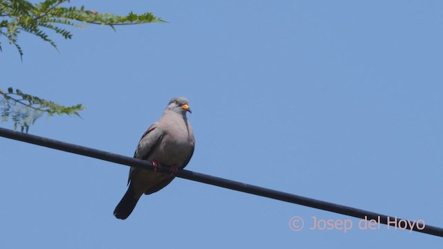 Croaking Ground Dove - ML608848793