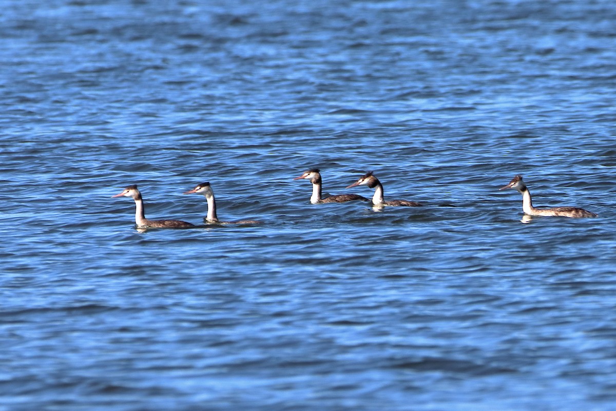 Great Crested Grebe - ML608848843