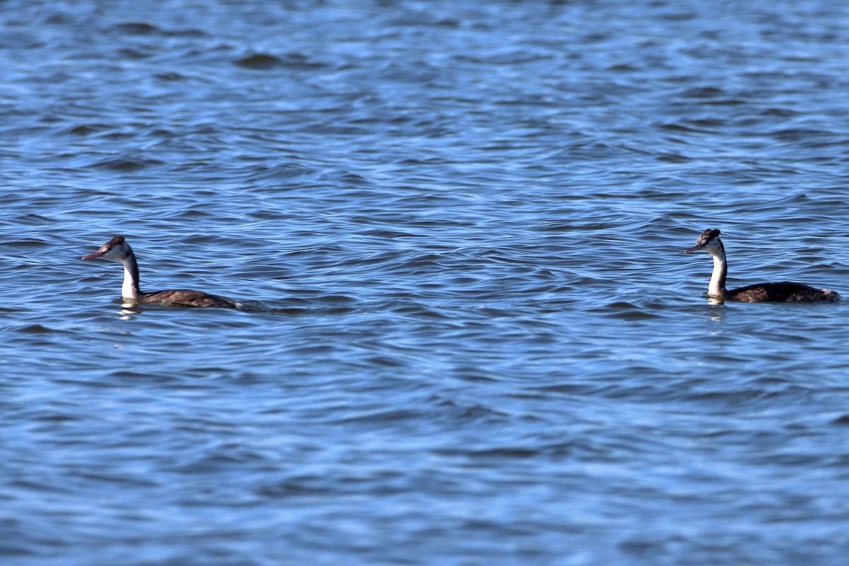 Great Crested Grebe - ML608848844