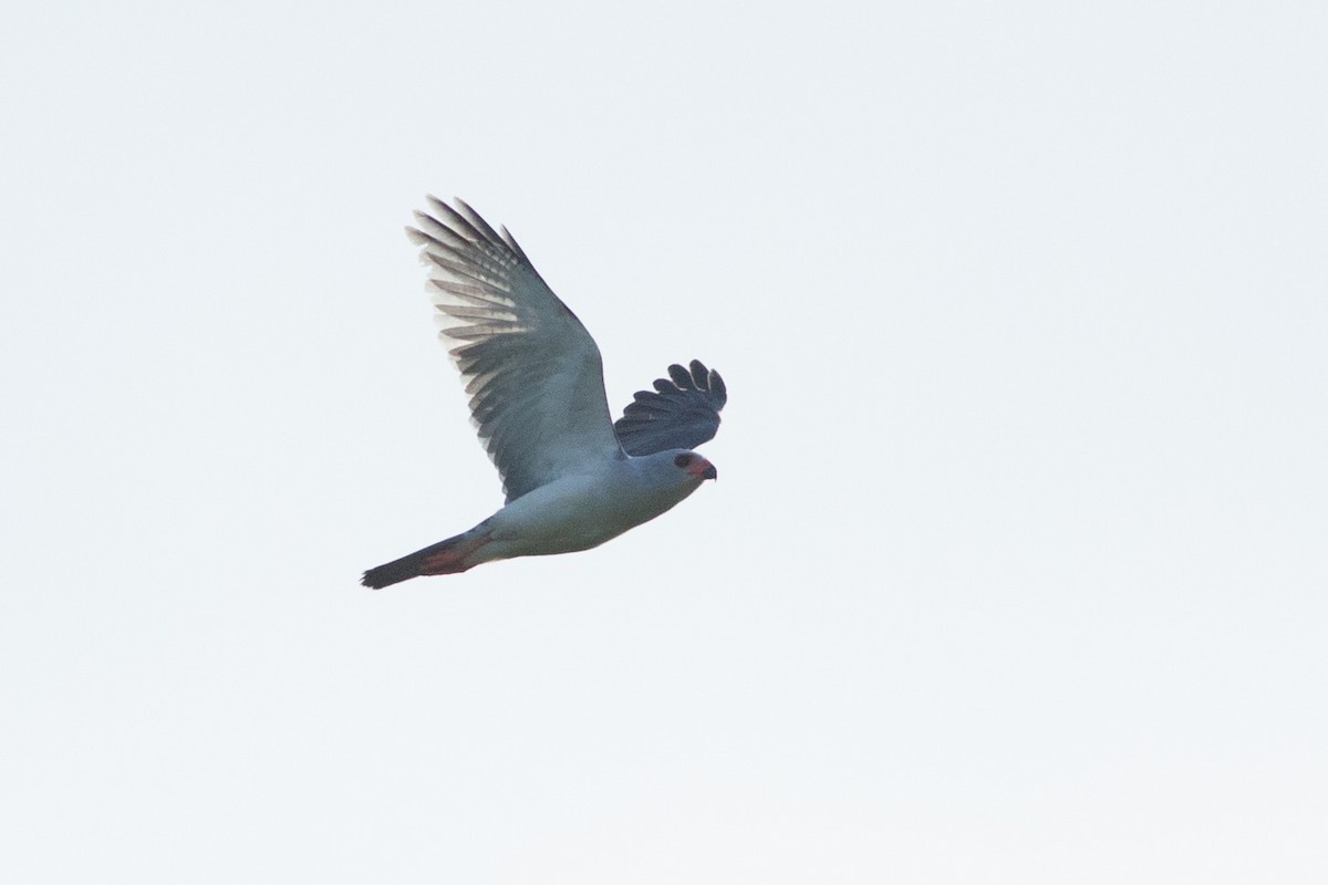 Gray-headed Goshawk - ML608848857