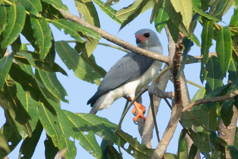 Gray-headed Goshawk - ML608848858