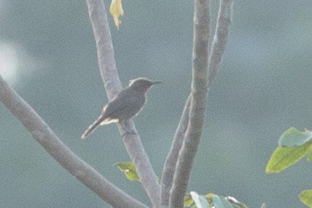 Ruby-throated Myzomela - Angus Pritchard