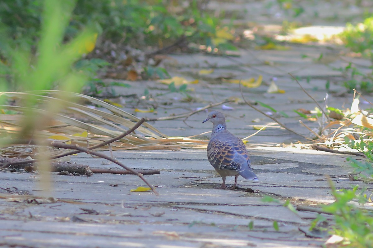 Oriental Turtle-Dove - ML608848915