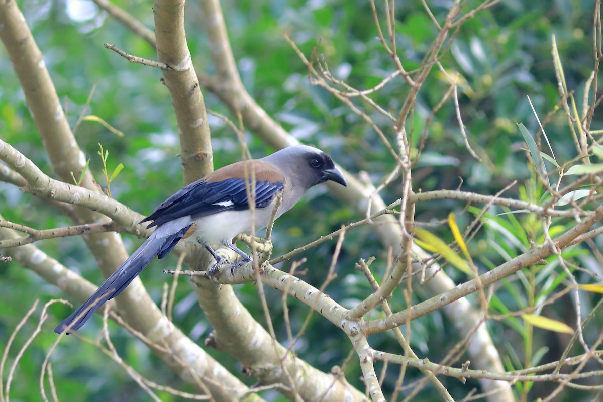 Gray Treepie - ML608848918