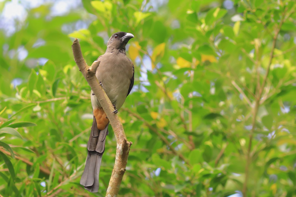 Gray Treepie - ML608848919