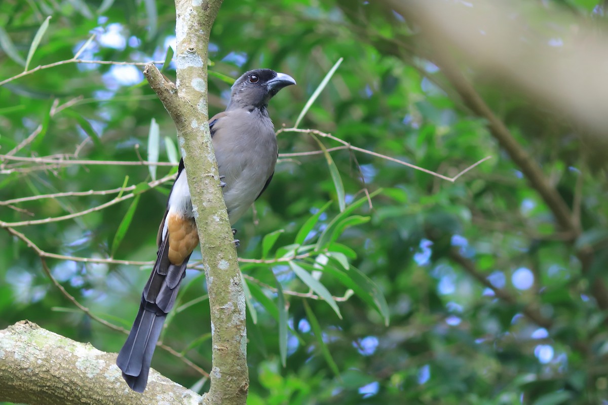 Gray Treepie - ML608848920