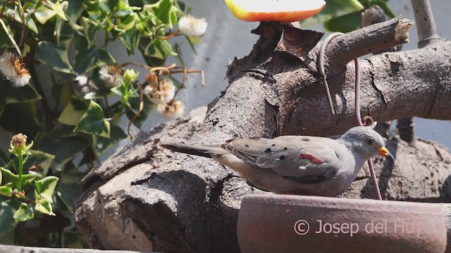 Croaking Ground Dove - ML608848922