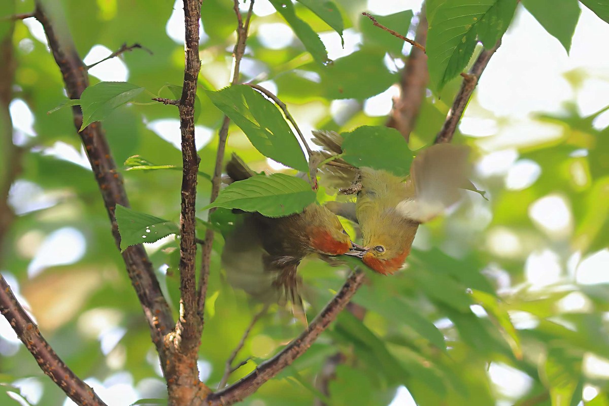 Rufous-capped Babbler - ML608848924
