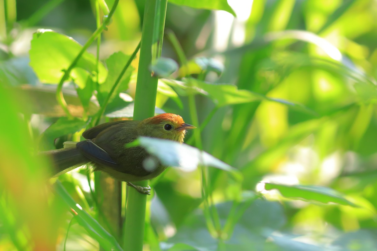 Rufous-capped Babbler - ML608848925