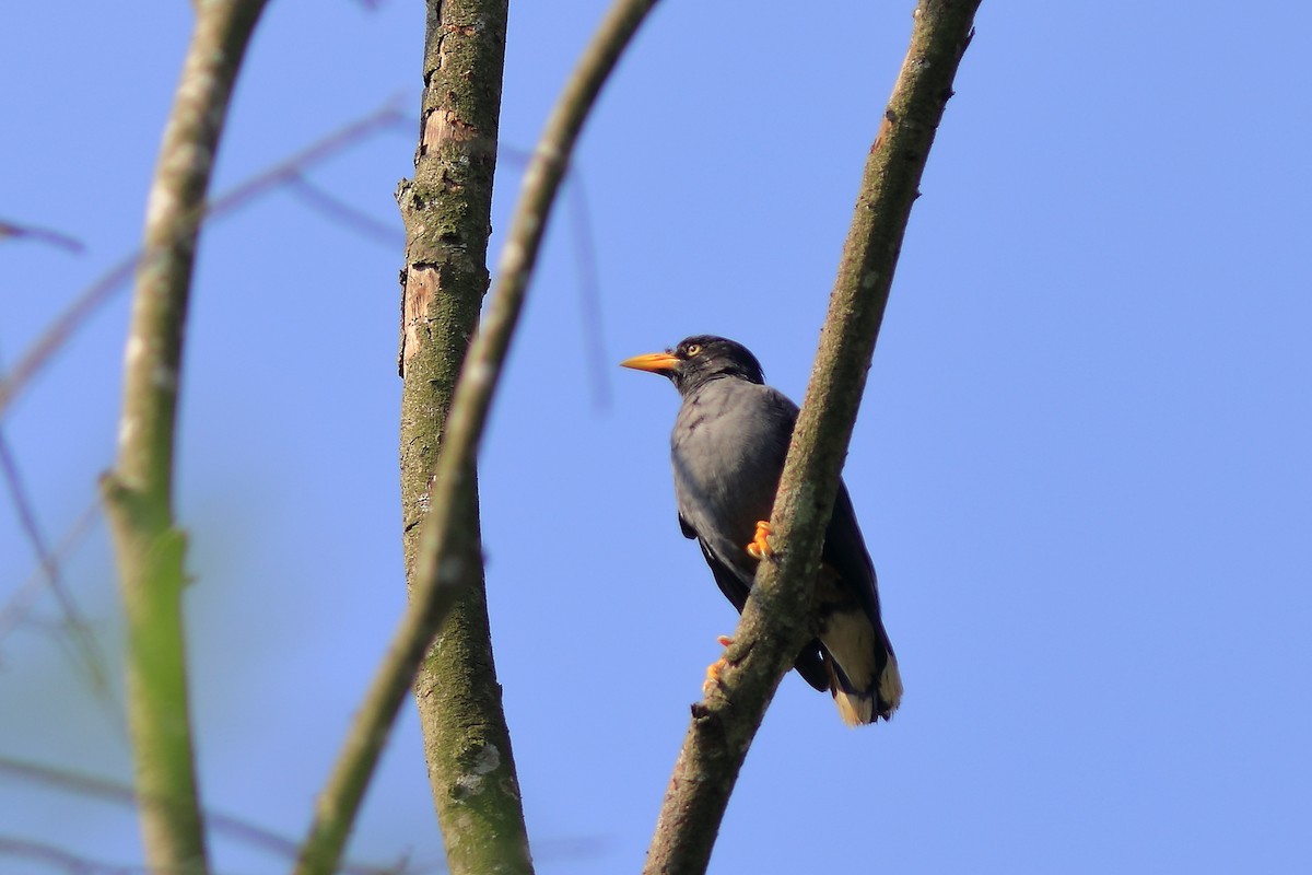 Javan Myna - ML608848931