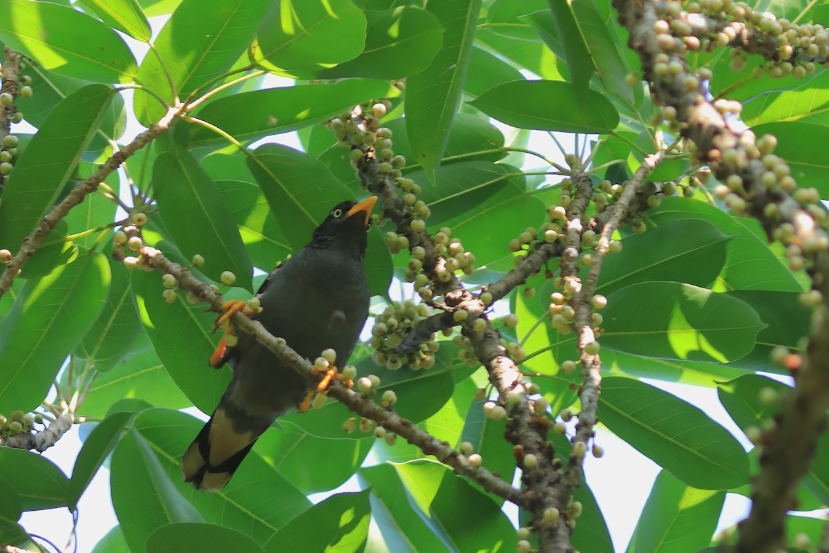 Javan Myna - ML608848932