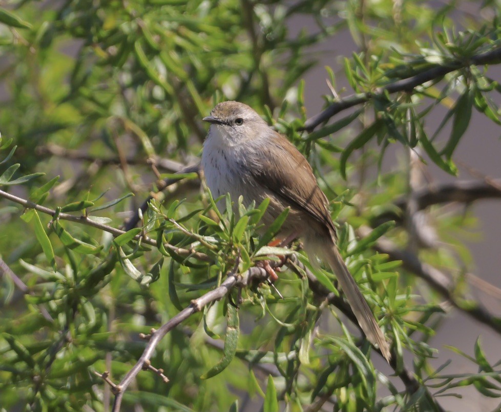 Apalis namaqua - ML608848941