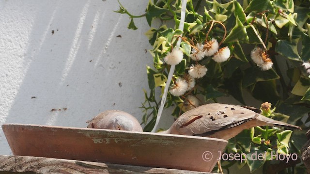 Croaking Ground Dove - ML608848988