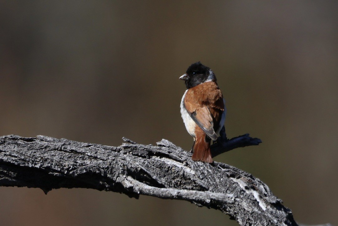 Black-headed Canary - ML608848997